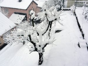 Schnéi 19.12.2010