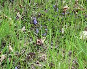 Natur15.4.2017 009