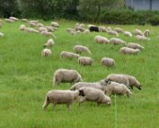 Schof 18.8.2017 019