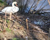 Schwan 8.4.2020003