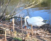 Schwan 8.4.2020012