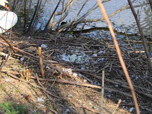 Schwan 8.4.2020