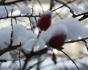 Natur 15.1.2021 031