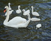 Schwan 16.6.2022 0011
