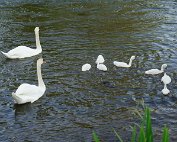Schwan 16.6.2022 0013