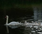 Schwan 16.6.2022 0017