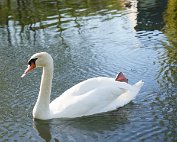 Schwan 18.4.2022 0003